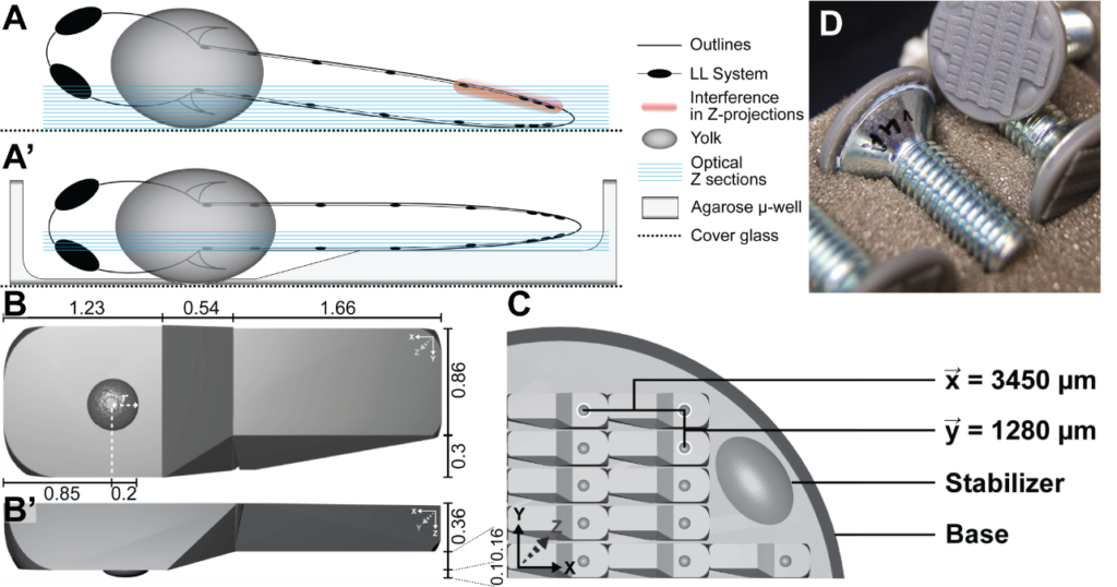 zebrafish embryo diagram